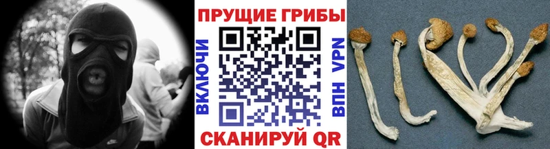 Галлюциногенные грибы Psilocybe  Тавда 